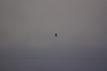 Great Blue Heron Flying Through Fog